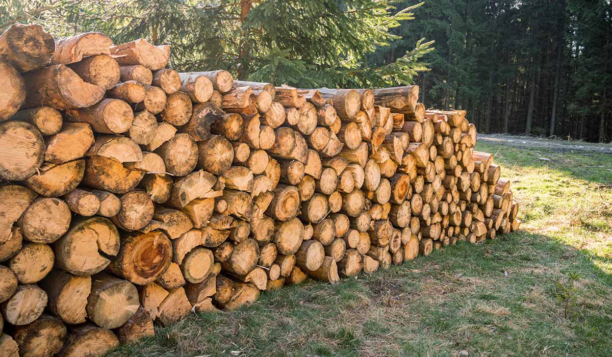 lobbe-the-planned-amendment-to-the-alt-timber-regulation